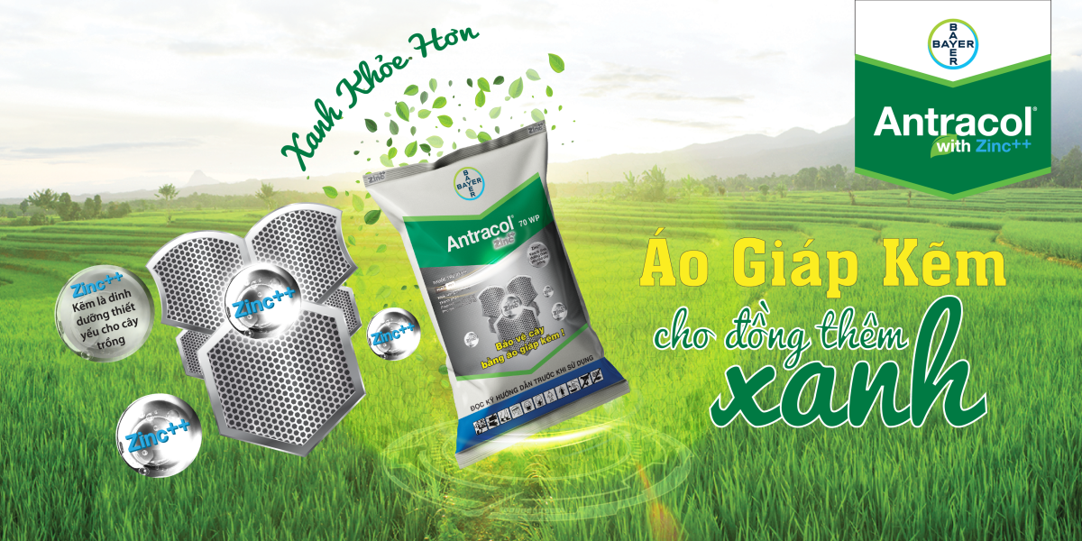 ANTRACOL 70WP – BẢO VỆ CÂY BẰNG ÁO GIÁP KẼM