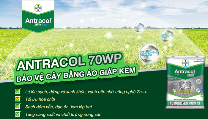 ANTRACOL 70WP – BẢO VỆ CÂY BẰNG ÁO GIÁP KẼM