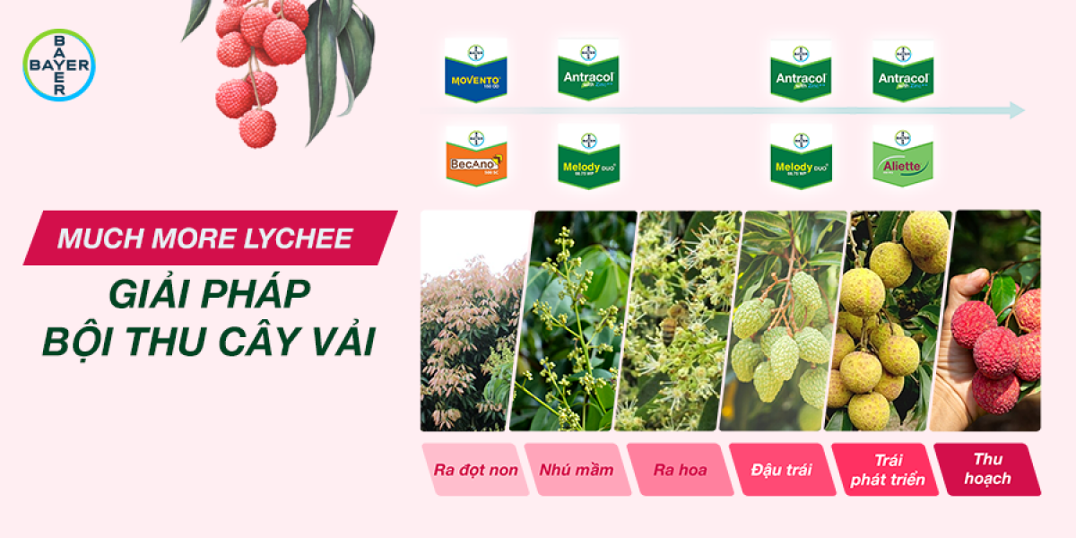 BAYER MUCH MORE LYCHEE - GIẢI PHÁP BỘI THU TRÁI VẢI