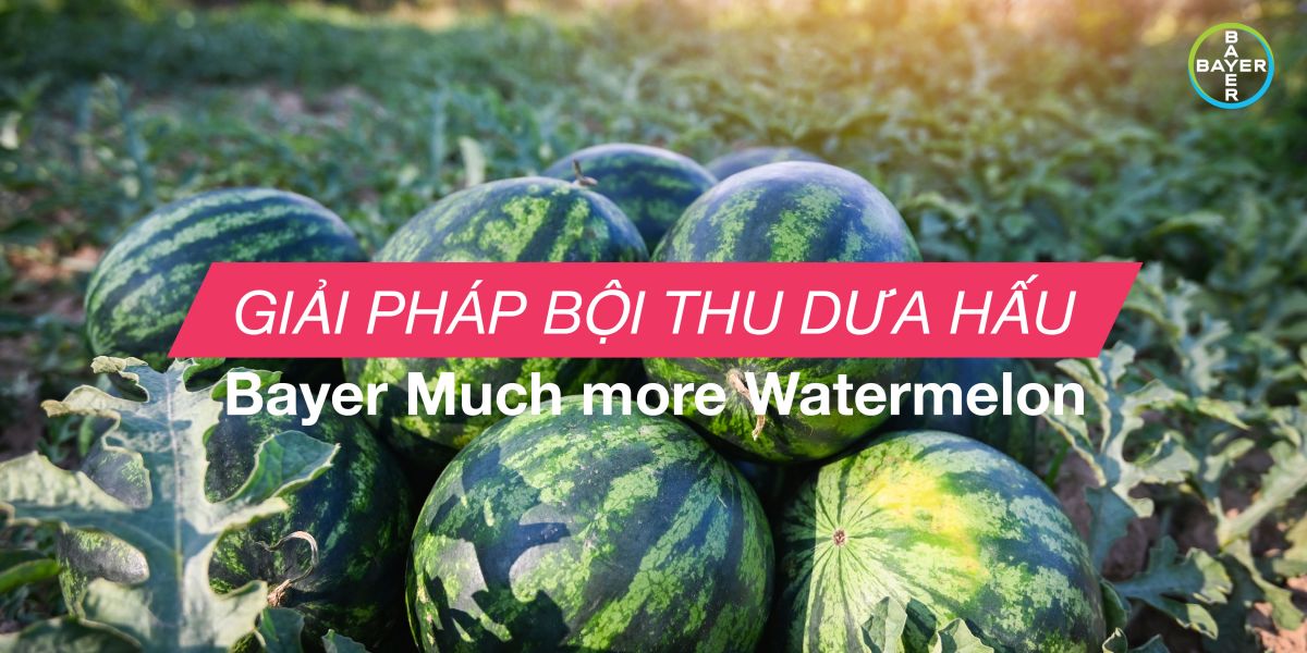 BAYER MUCH MORE WATERMELON - GIẢI PHÁP BỘI THU DƯA HẤU 