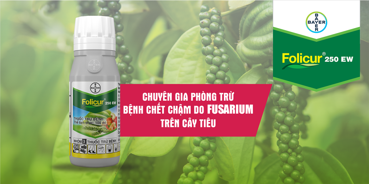 FOLICUR 250EW - ĐÁNH BAY CHẾT CHẬM TRÊN CÂY TIÊU