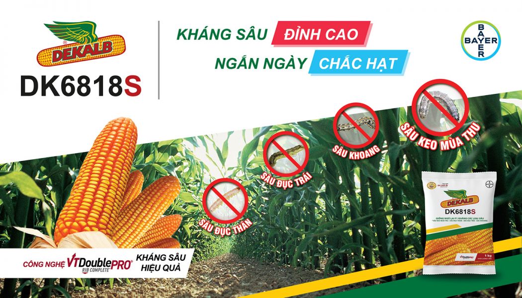 GIỐNG NGÔ DK6818S: KHÁNG SÂU ĐỈNH CAO - NGẮN NGÀY CHẮC HẠT