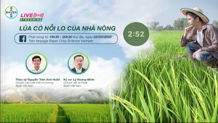 LÚA CỎ NỖI LO CỦA NHÀ NÔNG