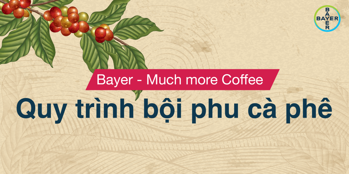  MUCH MORE COFFE - BỘI THU NĂNG SUẤT CÂY CÀ PHÊ