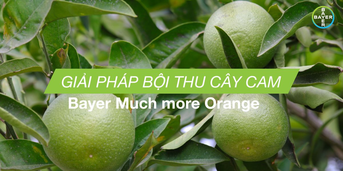 MUCH MORE ORANGE - GIẢI PHÁP BỘI THU CÂY CAM 