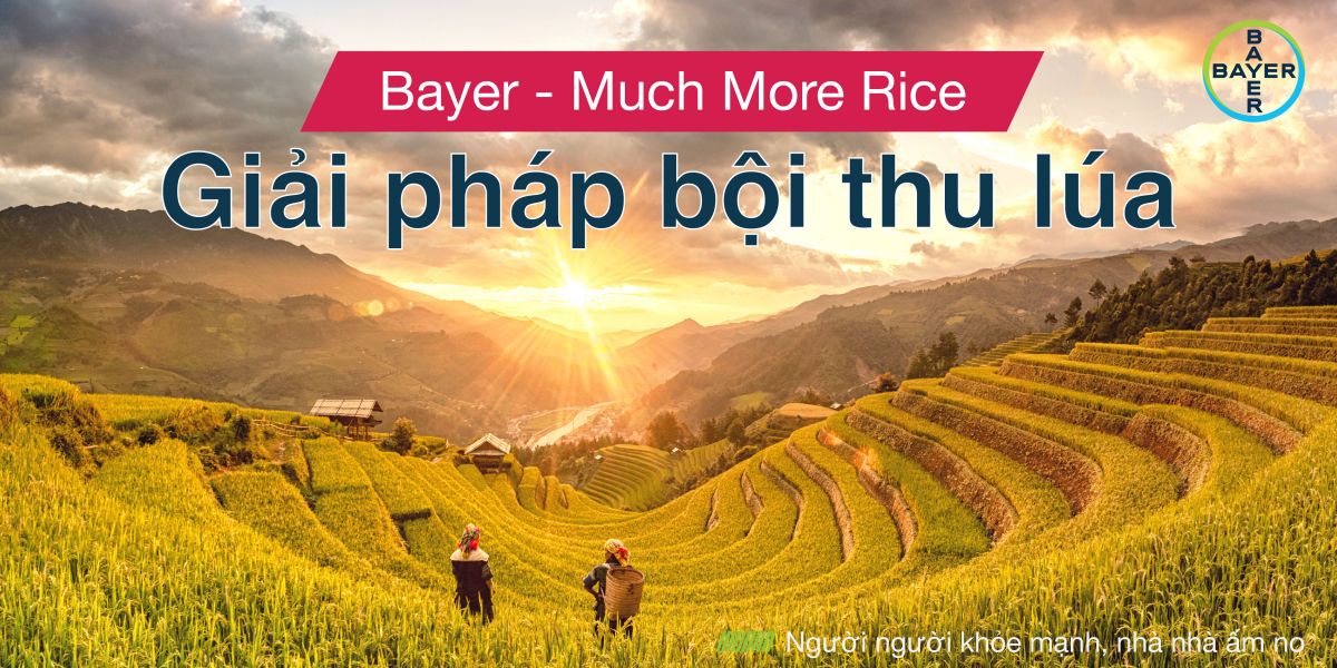 MUCH MORE RICE – GIẢI PHÁP BỘI THU CÂY LÚA