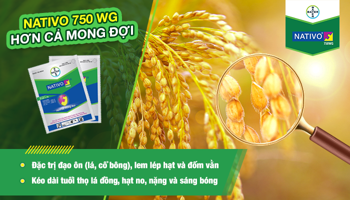 NATIVO 750WG – GIÚP NHÀ NÔNG THU HOẠCH VỤ MÙA “HƠN CẢ MONG ĐỢI” 