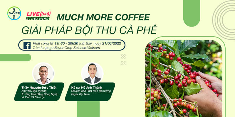 GIẢI PHÁP MUCH MORE COFFEE