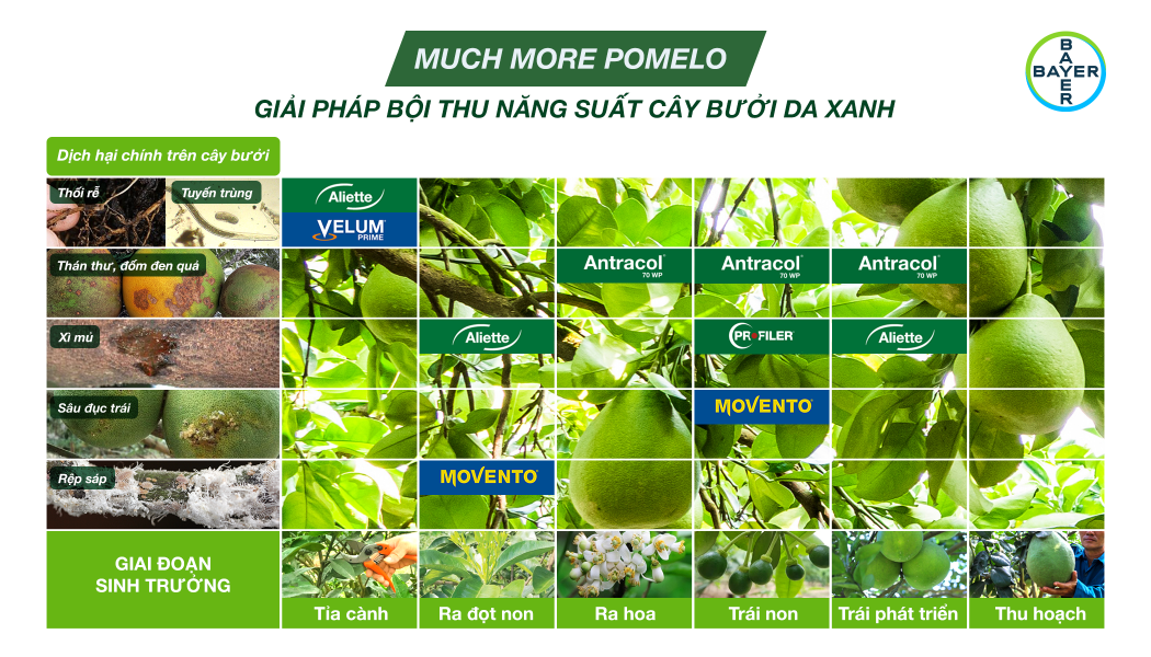 SỬ DỤNG MUCH MORE POMELO - GIẢI PHÁP BỘI THU CÂY BƯỞI