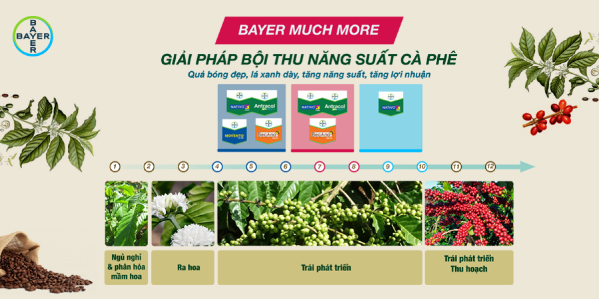 GIẢI PHÁP BỘI THU NĂNG SUẤT CÀ PHÊ 